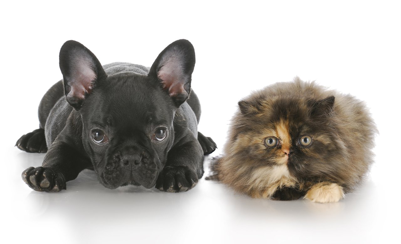 persian kitten and french bulldog puppy laying down looking at viewer with reflection